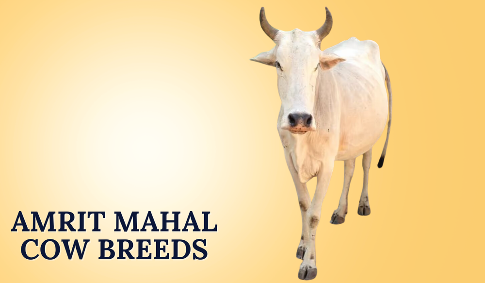 Amrit Mahal Cow Breeds In India Unique Traits Importance