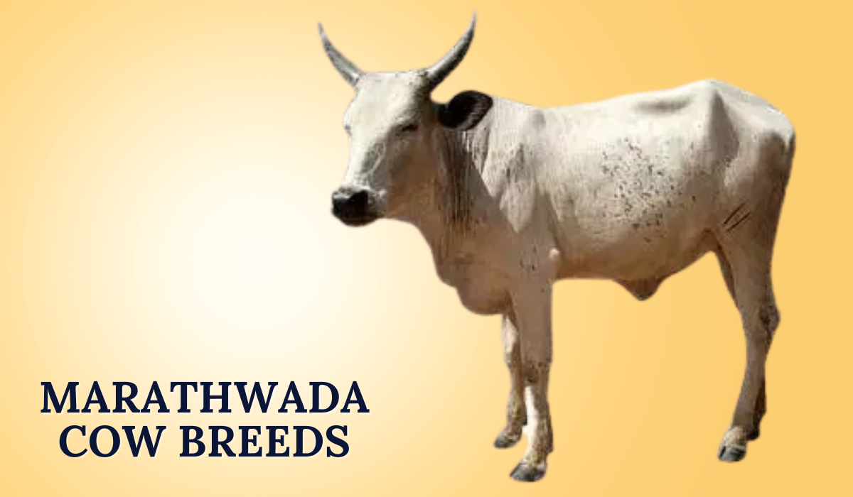 Marathwada Cow Breeds In India Characteristics Benefits