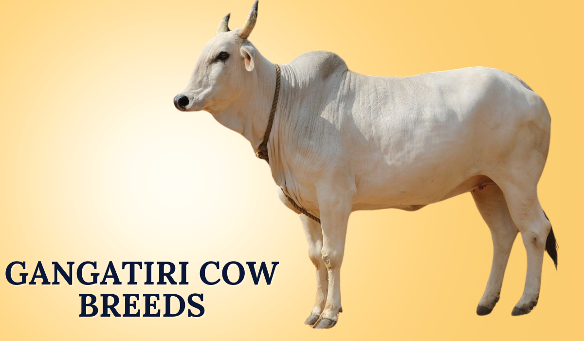 Gangatiri Cow Breeds in India | Characteristics, Benefits