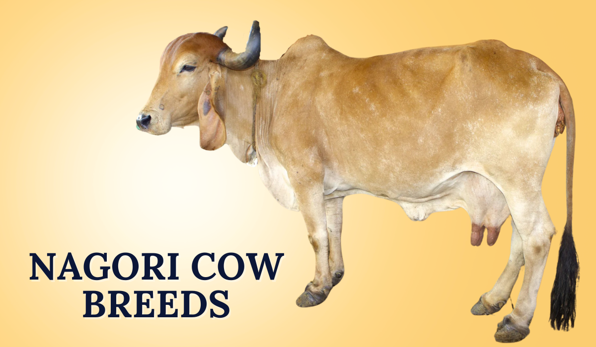 Nagori Cow Breeds in India | Characteristics, Benefits