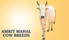 Amrit Mahal Cow Breeds In India