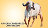 Angler Crossbreed Cow Breeds In India