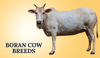 Boran Cow Breeds In India