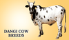 Dangi Cow Breeds In India