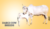 Gujarat Dargi Cow Breeds In India