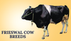 Frieswal Cow Breeds In India