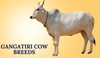 Gangatiri Cow Breeds In India