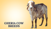 Gheria Cow Breeds In India