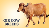 Gir Cow Breeds in India