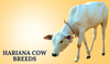 Hariana Cow Breeds In India