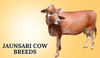 Jaunsari Cow Breeds In India