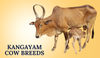 Kangayam Cow Breeds