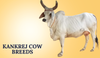 Kankrej Cow Breeds In India