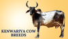 Kenwariya Cow Breeds In India