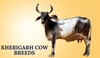 Kherigarh Cow Breeds In India