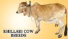 Khillari Cow Breeds In India