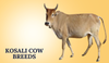 Kosali Cow Breeds 