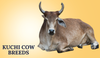 Kuchi Cow Breeds In India