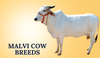 Malvi Cow Breeds In India