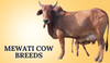 Mewati Cow Breeds In India