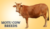 Motu Cow Breeds In India