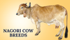 Nagori Cow Breeds In India