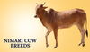 Nimari Cow Breeds In India