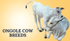 Ongole Cow Breeds In India