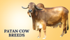 Patan Cow Breeds In India