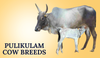 Pulikulam Cow Breeds In India