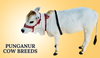 Punganur Cow Breeds In India