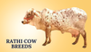 Rathi Cow Breeds In India