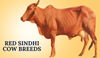 Red Sindhi Cow Breeds in India