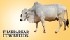 Tharparkar Cow Breeds In India