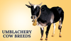 Umblachery Cow Breeds In India