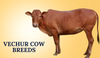 Vechur Cow Breeds In India