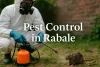 Pest control worker in Rabale spraying pesticide near a rat with safety gear and equipment.