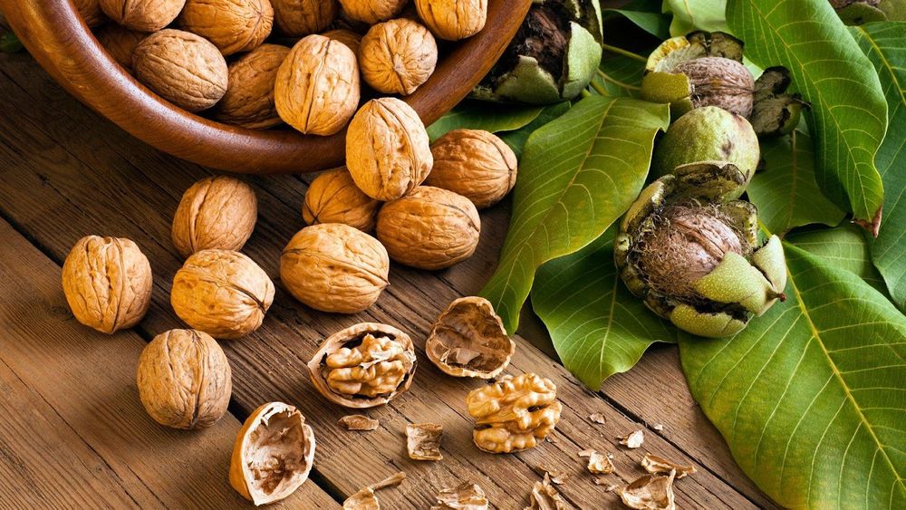 10 Proven Health Benefits of Walnuts – Walnuts For Brain!