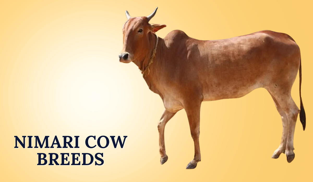 Cow Breeds in India | Diverse and Resilient Native Cattle