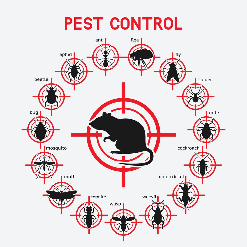 Top Pest Control Service In Matunga
