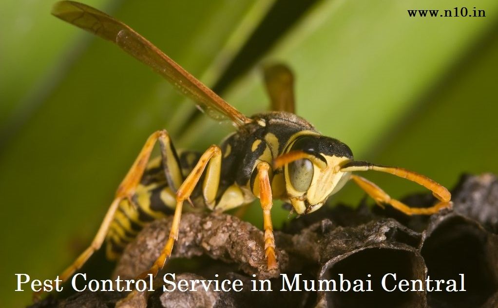 Top Pest Control Service in Mumbai Central