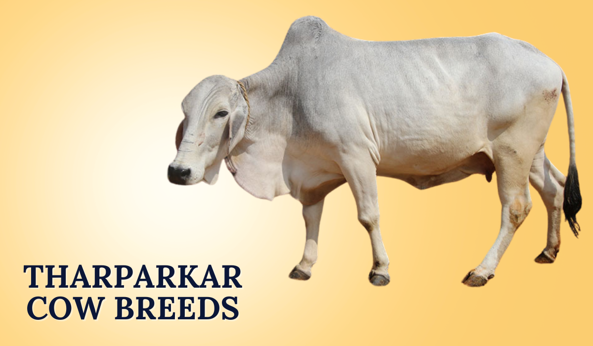 Tharparkar Cow Breeds in India | Unique Traits & Benefits