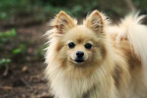 How about the behavior of a newly bought Pomeranian dog?