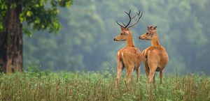 Top 5 National Parks In Rajasthan For A Perfect Safari In 2022