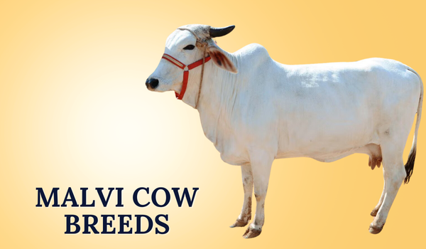 Cow Breeds in India | Diverse and Resilient Native Cattle