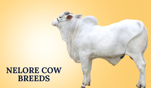 Nelore Cow Breed in India | Characteristics, Benefits